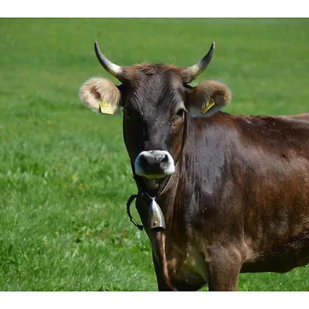 아파트 Alex Bergblick *