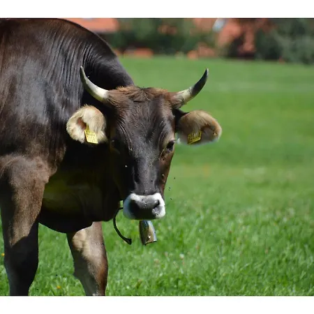 Alex Bergblick * 샤이데크